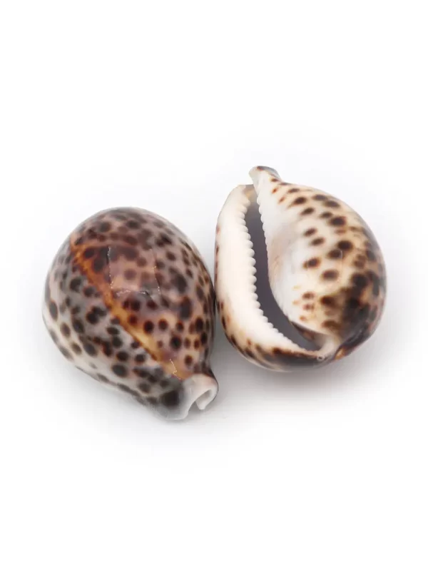 CONCHITAS MARINAS CARACOL CYPRAEA TIGRIS - 500gr